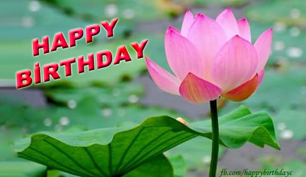 Beautiful flowers birthday greeting card