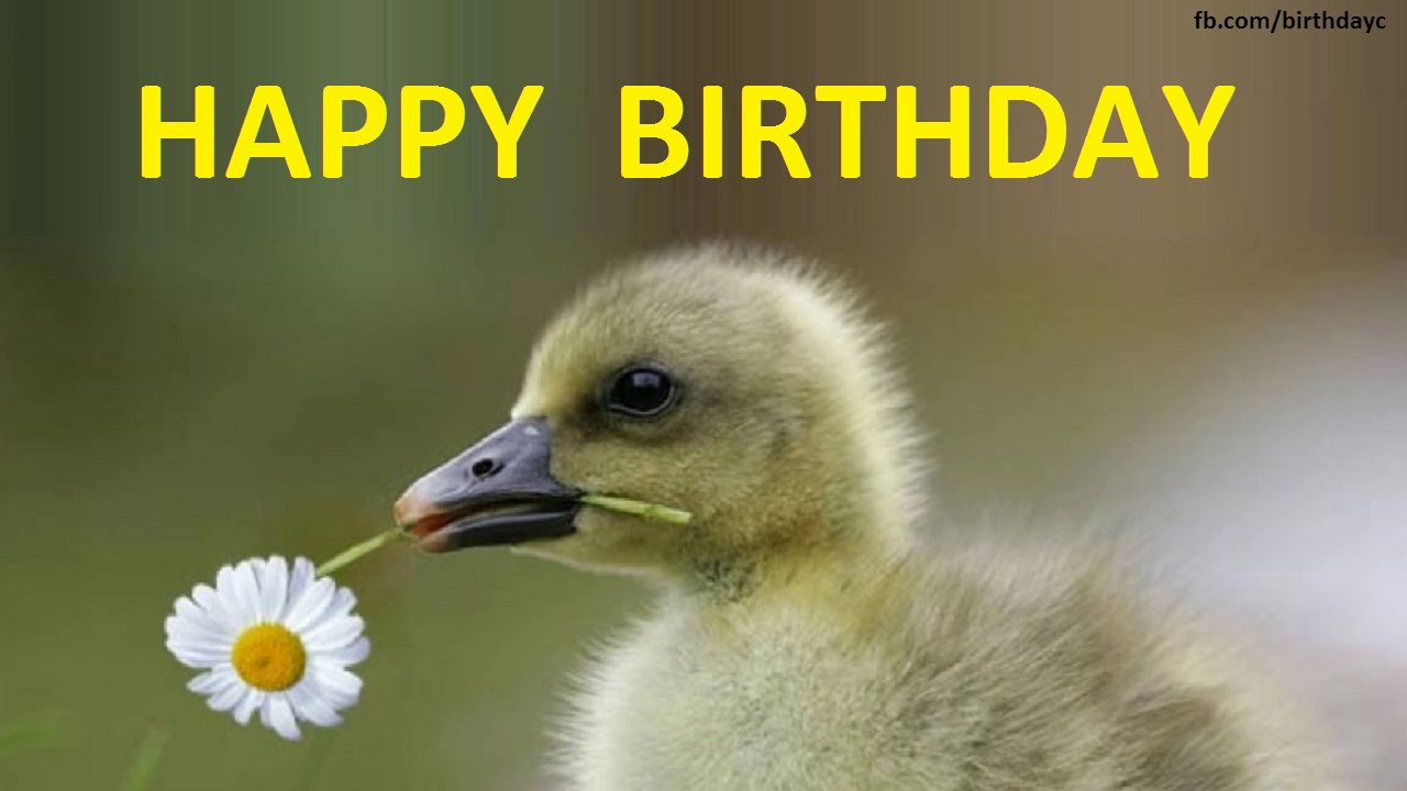 Happy Birthday, duck images