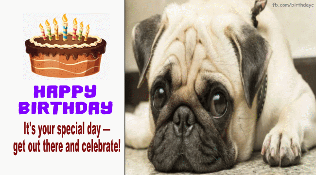 Cute dog, Birthday card gif