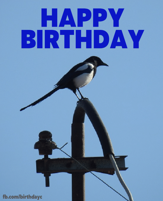 Crow image, birthday greeting gif