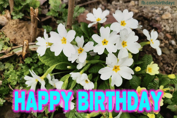 White flowers birthday gif