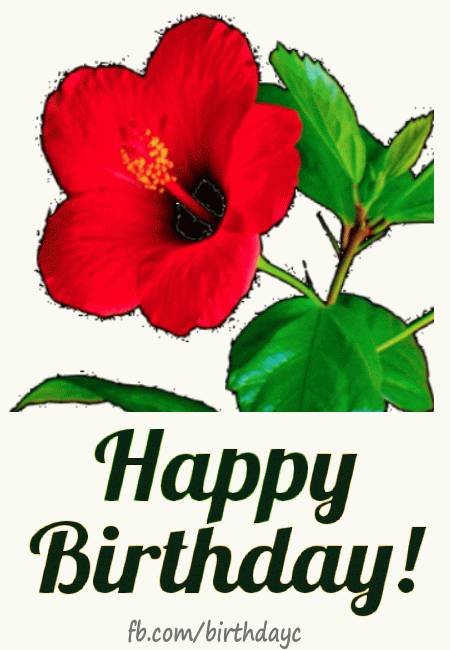 Red flower birthday gif