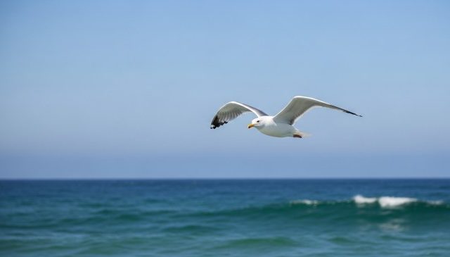 a seagull in flight over the ocean