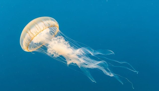 jellyfish