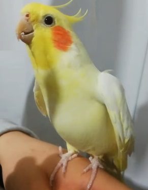 Parrot