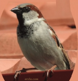 Sparrow