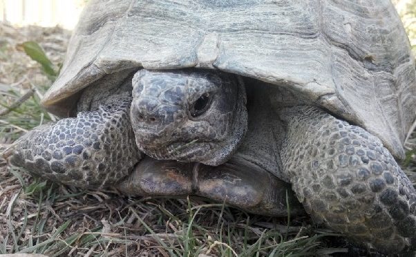 turtles-153560
