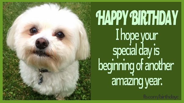 Cute white dog birthday greeting card