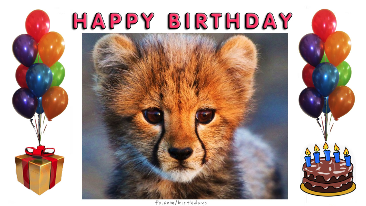 Happy Birthday, lion cub card