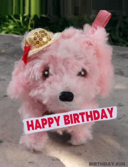 Cute dog with birthday celebration