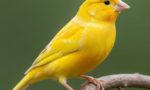 Canary
