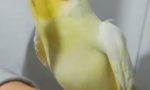 Parrot