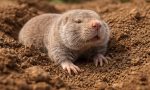 Zokor – Burrowing rodent from Asia that lives entirely underground.