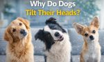 Why Do Dogs Tilt Their Heads?