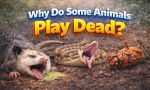 Why Do Some Animals Play Dead?
