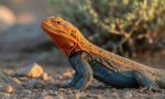 Agama Lizard