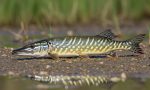 Chain Pickerel