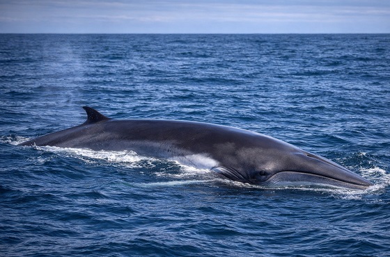 Fin Whale