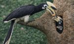 Hornbill