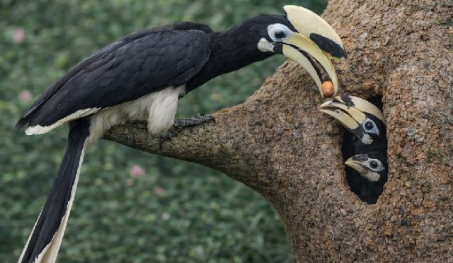 Hornbill