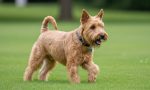 Wheaten Terrier playing in a park