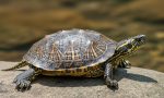 Wood Turtle