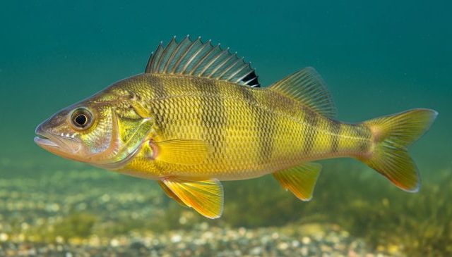 Yellow Perch