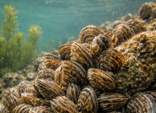 Zebra Mussels
