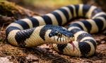 Zebra Snake